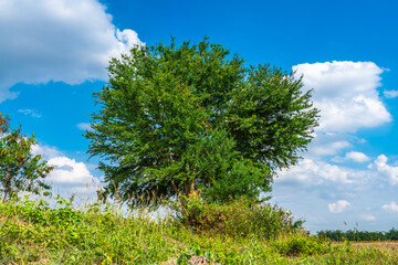 Fototapeta premium Tree green leaves on with a meadow Burnt rice stubble in a rice field after harvest with in country agriculture with fluffy clouds blue sky daylight background.