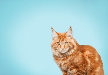 Fluffy kitty looking at camera on the background