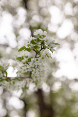 White apple tree blossom in spring at sunset. Bees fly, collect nectar and pollinate