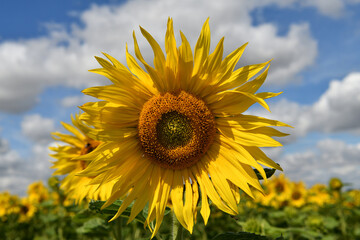 Fototapeta premium Sonnenblumenfeld