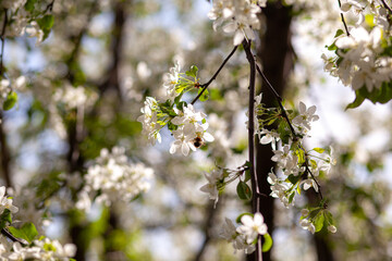 White apple tree blossom in spring at sunset. Bees fly, collect nectar and pollinate
