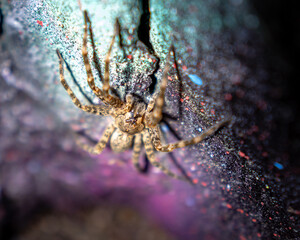 Spider Close Up - Colorful Background