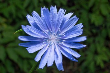 Obraz premium A blue flower with many petals and fluffy stamens in the center