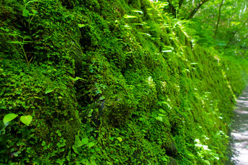 Obraz premium 美しい緑の苔むす石垣