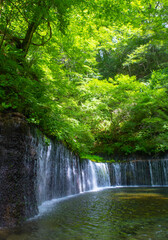 涼やかな朝の白糸の滝