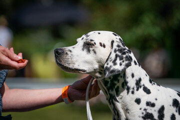 dalmatian dog and the dog show, detail of head