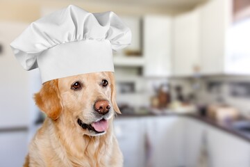 Funny puppy dog in chef cooking hat. Chef dog cooking dinner. Homemade food restaurant menu concept. Cooking process