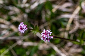 Valeriana dioica in meadow	