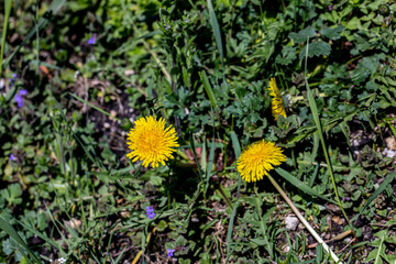 Taraxacum officinale in meadow, close up shoot