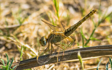 dragonfly on the grass