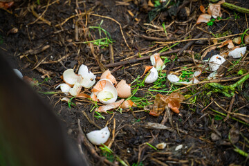 Egg shells and onion skins on a compost heap. Composting food waste