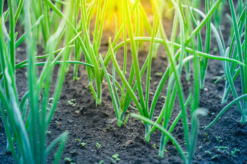 Green young growing onion grows in the garden bed