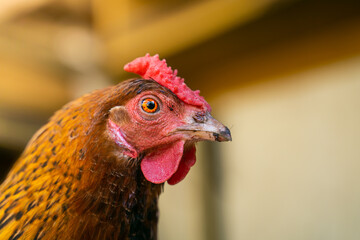 Beautiful brown chicken close-up on a blurred background