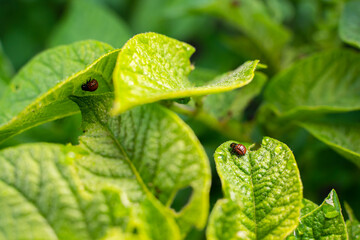 Colorado potato beetle larvae eating a young potato sprout close-up