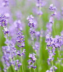 Background from violet lavender in the garden
