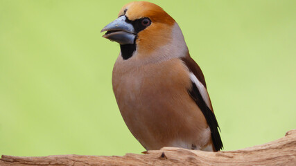 Hawfinch Male