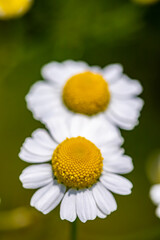 Obraz premium Matricaria chamomilla growing in meadow, close up shoot 