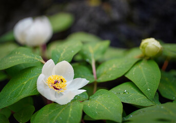Photo of small flower in botanical garden in Japan with green background from leaf color and water drop