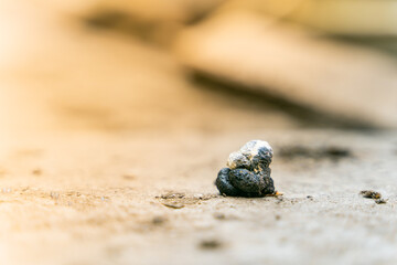 Chicken feces close up with blurred background