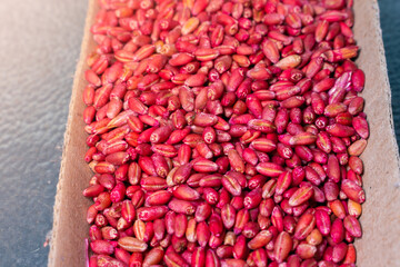 Wheat bait of red color for rodents close-up. Poison for house mice bright color