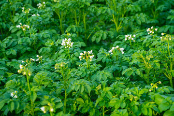 The process of flowering potatoes with white flowers