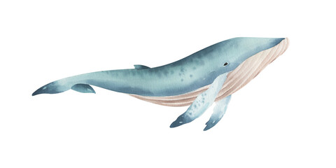 Watercolor blue whale isolated on transparent background.
