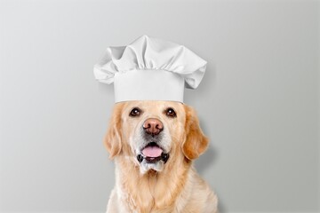 Funny puppy dog in chef cooking hat. Chef dog cooking dinner. Homemade food restaurant menu concept. Cooking process