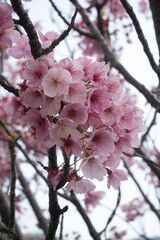 pink cherry blossom