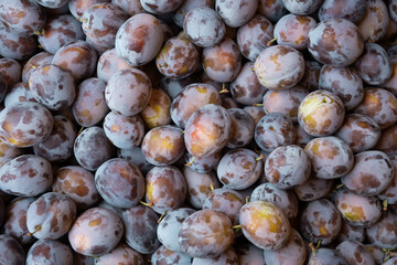 Full frame of fresh ripe damson blue plums.