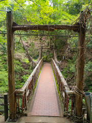 Wood Bridge in Forest