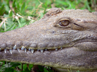 A close up of a crocodile on the grass with his teeth showing