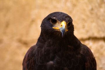 A close-up of a Maltese hawk tilting its head to the side with a limestone background