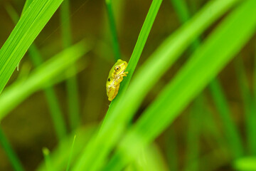 稲の葉で休むアマガエル