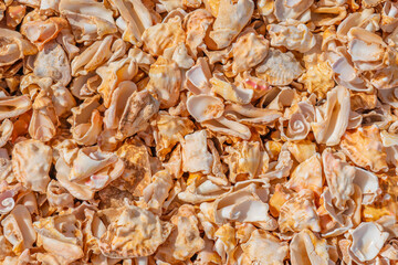 Seashell background, a lots of seashells at the beach, Cape Verde, close up