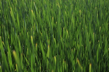 Fototapeta na wymiar natural green background of thick reed leaves