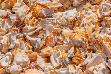 Seashell background, a lots of seashells at the beach, Cape Verde, close up