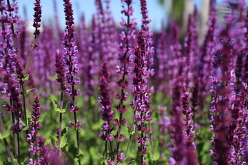 Obraz premium beautiful wildflowers in a natural environment 