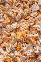 Seashell background, a lots of seashells at the beach, Cape Verde