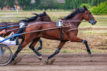 The running of beautiful and graceful horses harnessed to chariots. - 516504728
