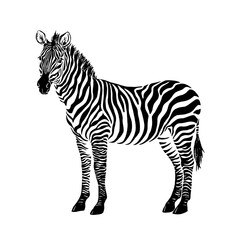 Fototapeta na wymiar Zebra black ink. Brush and paint texture