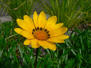 A yellow gazania flower in a garden