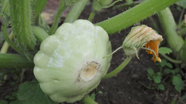 Pattypan squash bud on plant. Growing vegetables in the garden. (Cucurbita pepo)