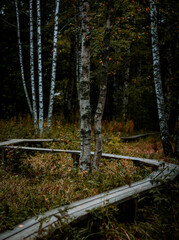 Forest with hiking trails during the fall