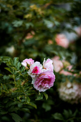 Flowers from apartment garden