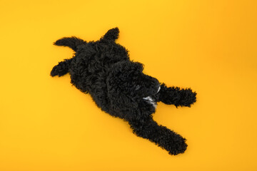 Concept of home pet, black toy poodlу