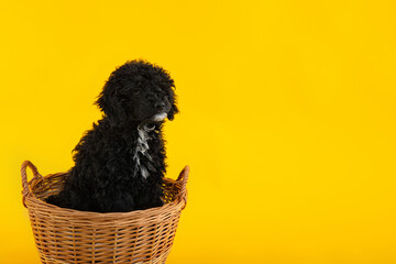 Concept of home pet, toy poodle, space for text