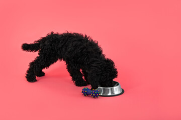 Concept of home pet, black toy poodlу