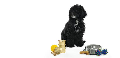 Concept of home pet, black toy poodlу isolated on white background