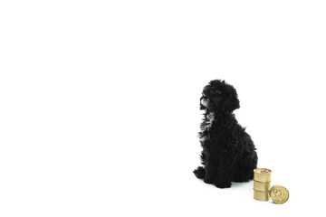 Concept of home pet, black toy poodlу isolated on white background