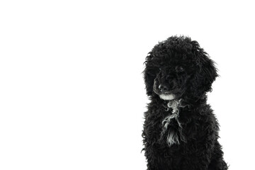 Concept of home pet, black toy poodlу isolated on white background